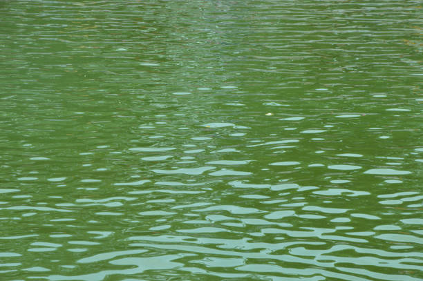 istock Green water background with sunlight reflection, nature background 1755590752