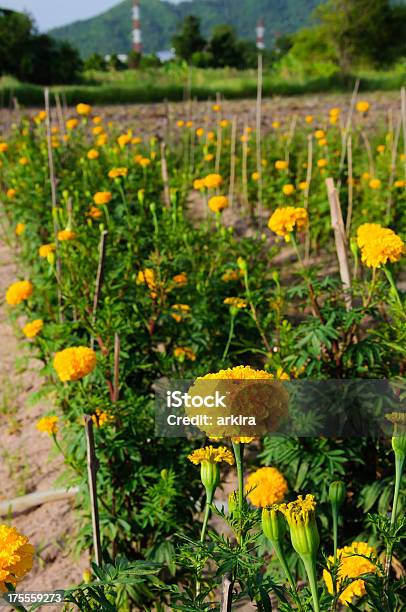 Foto de Marigold Amarela e mais fotos de stock de Amarelo - Amarelo, Beleza natural - Natureza, Botânica - Assunto