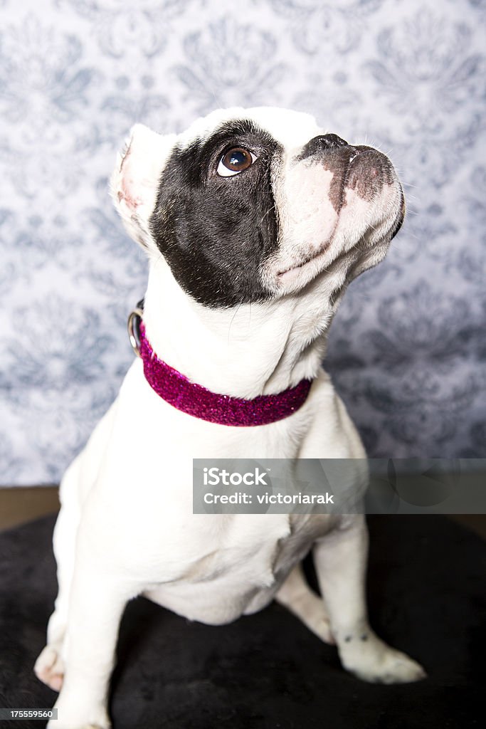 mini-Bulldog - Photo de Amitié libre de droits