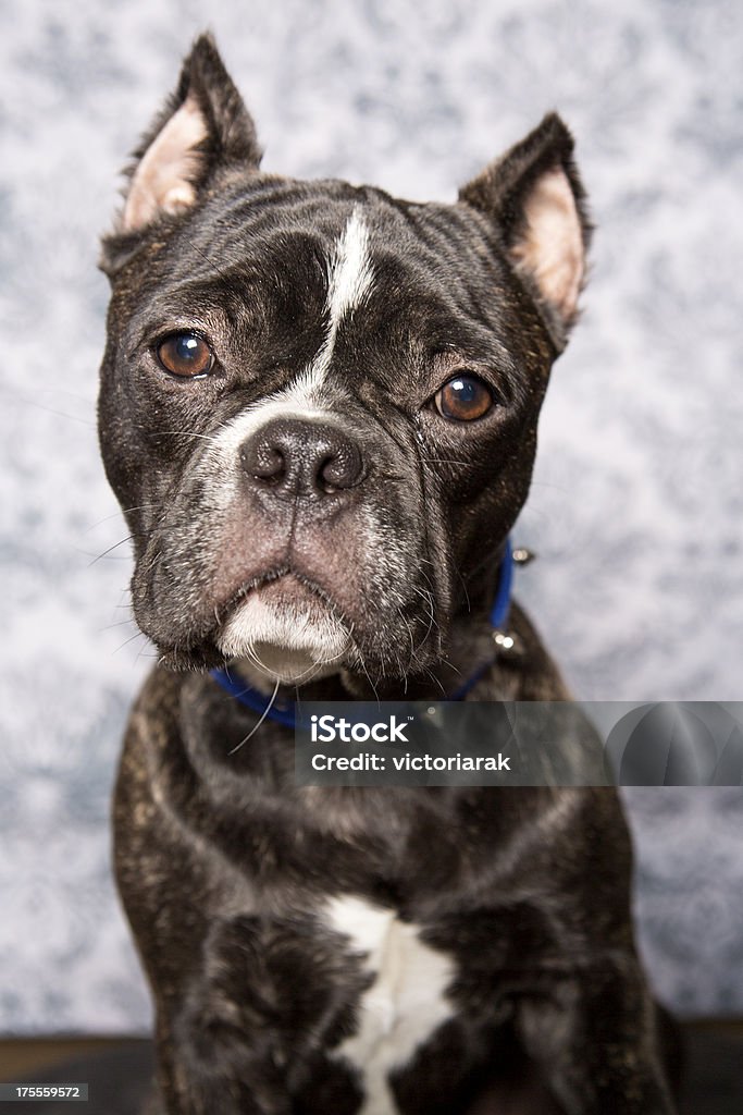 mini-Bulldog - Lizenzfrei Blick in die Kamera Stock-Foto