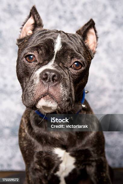 Minibulldog Stockfoto und mehr Bilder von Blick in die Kamera - Blick in die Kamera, Braun, Bulldogge
