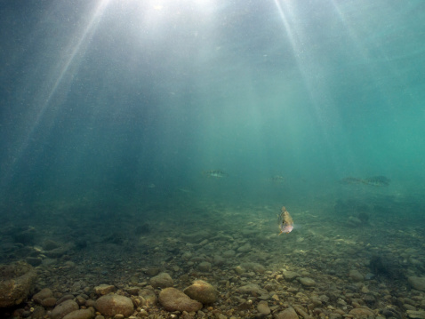 Freshwater underwater photography from sunbeams and fishes in a swiss lake.