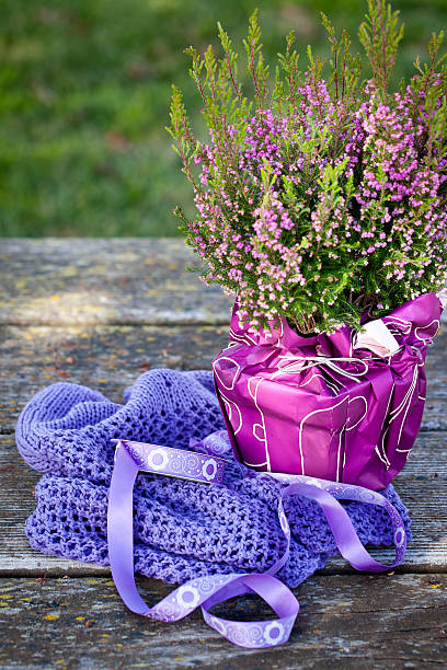 Erica Heathers flores en una olla preparación de regalos - foto de stock