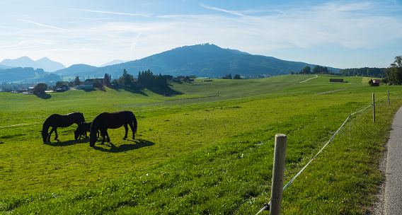 Green pastures of horse farms. Country summer landscape