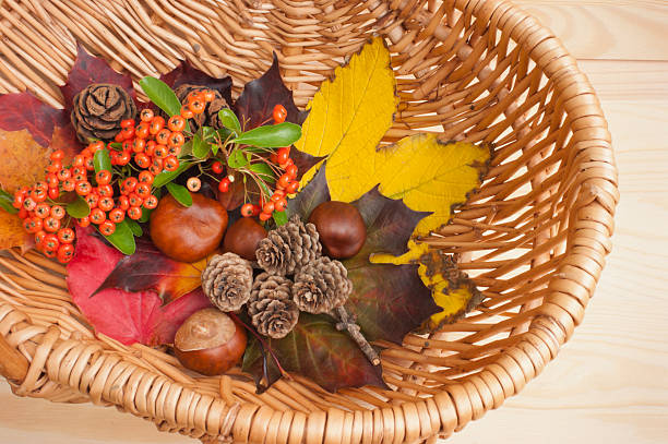 istock Autumn collection, leaves, conkers, pinecones, berries, basket. 175560228