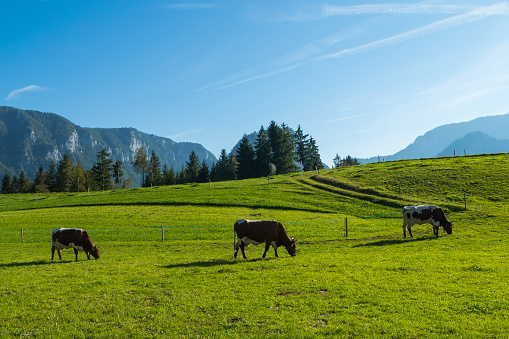 Idyllic agricultural Motives Alps