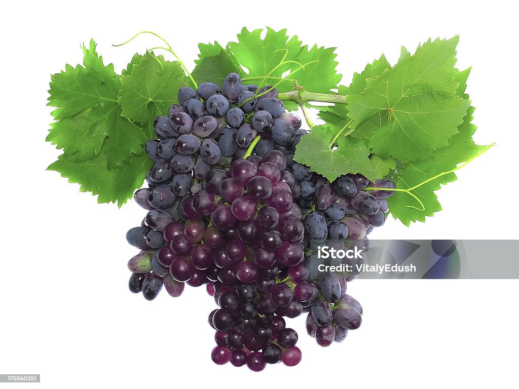 Preto de uvas na vinha com Cana leafe. Isolado - Royalty-free Branco Foto de stock