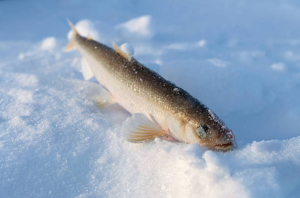 istock Smelt fish lying in the snow. 175560346