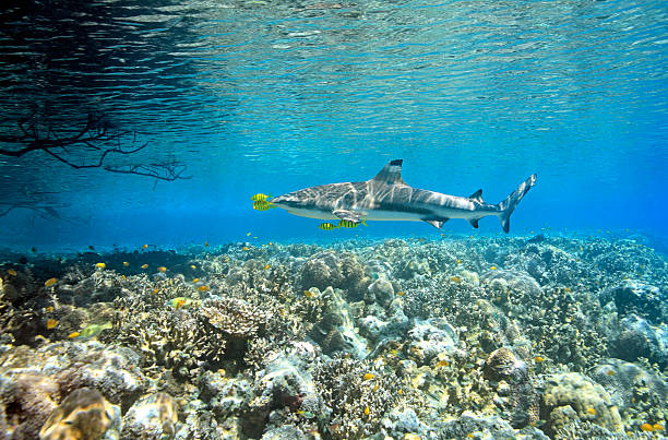 Blacktip Reef Shark with Pilotfish A Blacktip Reef Shark, Carcharhinus melanopterus, swimming over shallow coral reef with five Golden Trevally Pilotfish, Gnathanodon speciosus, Uepi, Solomon Islands. Solomon Sea, Pacific Ocean pilot fish stock pictures, royalty-free photos & images
