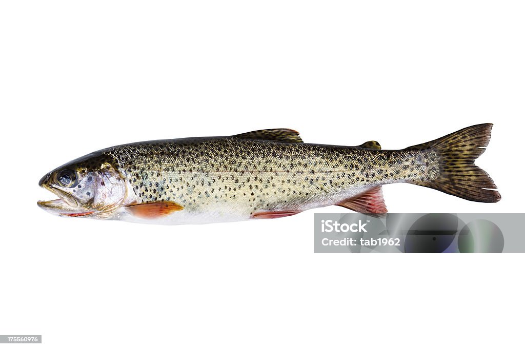 Cutthroat Trout in Perfect Condition on white background Horizontal photo of a wild Cutthroat trout, in pristine condition, isolated on a white background Cutthroat Trout Stock Photo