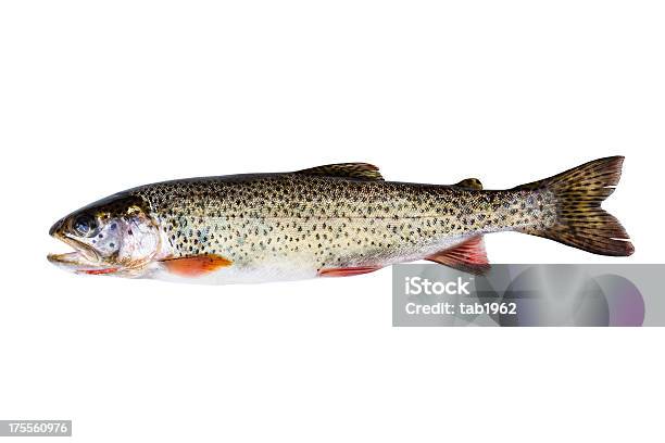 Cutthroat Trout In Perfect Condition On White Background Stock Photo - Download Image Now