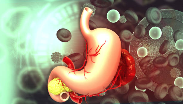 istock Human stomach anatomy on scientific background 1755611243