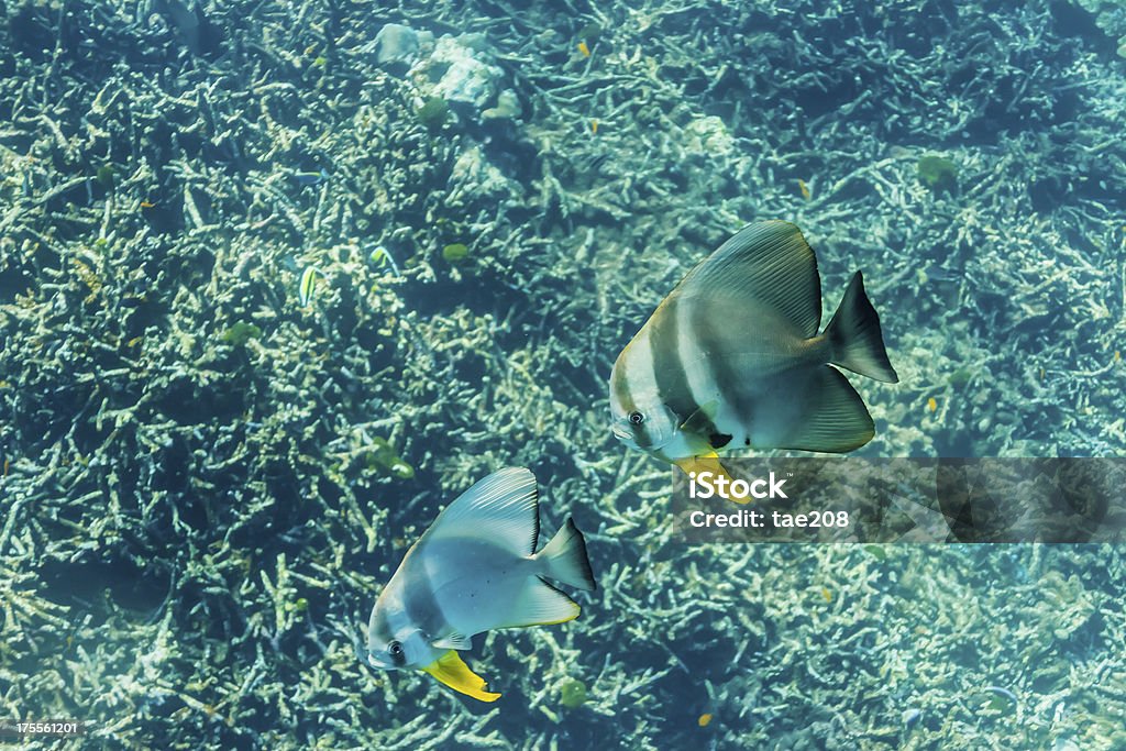 Teira batfish - Zbiór zdjęć royalty-free (Bez ludzi)