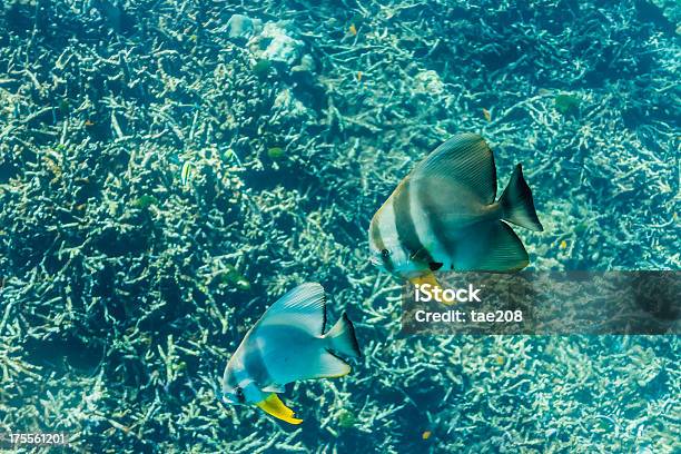 Teira Batfish - zdjęcia stockowe i więcej obrazów Bez ludzi - Bez ludzi, Dwa zwierzęta, Fotografika