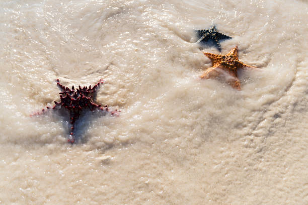 African red knob sea star in transparent ocean water near Zanzibar