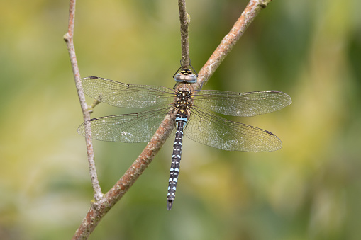 An image of a Migrant Hawker Dragonfly at rest on foliage in sunlight.