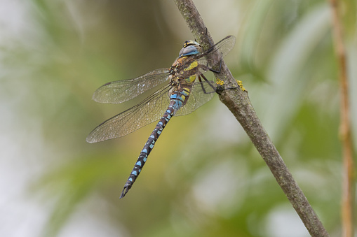 An image of a Migrant Hawker Dragonfly at rest on foliage in sunlight.