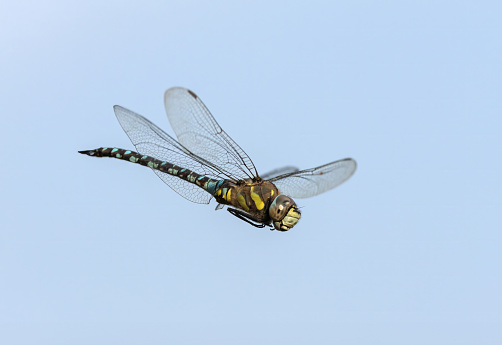 An image of  a Migrant Hawker hovering inflight