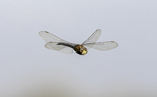 An image of  a Migrant Hawker hovering inflight