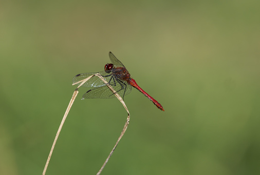 May be confused with other Darter species, the most common other species being the Common Darter.Ruddy Darter can be distinguished by Black legs\nBlack line marking extends part way down the side on the frons (face).\nMale: blood-red colouration and club-shaped abdomen