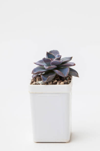 Echeveria Bambino, supposed to be a hybrid of laui x Mexican Giant Succulent houseplant in pot, colorful pink, blue and purple color small flower bouquet arrangement, blossom home decor design close up top view echeveria bambino, se supone que es un híbrido de laui x planta de interior suculenta gigante mexicana en maceta, colorido arreglo de ramo de flores pequeñas de color rosa, azul y púrpura, diseño de decoración del hogar de flores de cerca vista superi