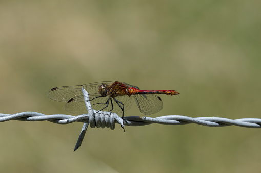 May be confused with other Darter species, the most common other species being the Common Darter.Ruddy Darter can be distinguished by Black legs
Black line marking extends part way down the side on the frons (face).
Male: blood-red colouration and club-shaped abdomen