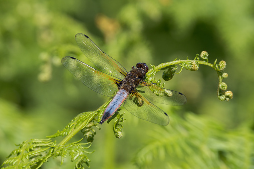 An image of a Scarce Chaser Dragonfly