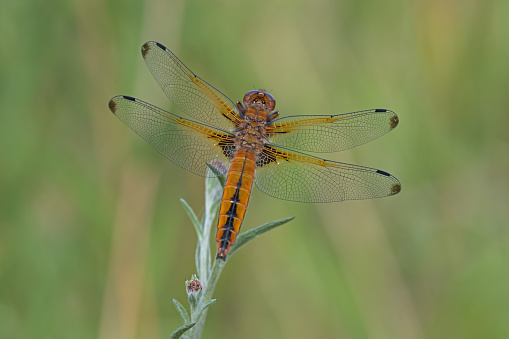 An image of a Scarce Chaser Dragonfly