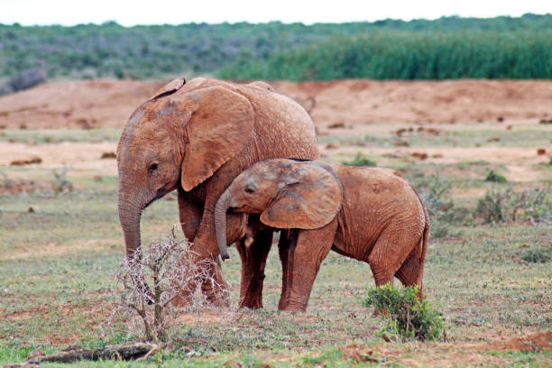 Two little Elephants in South Africa