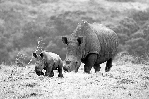 Just a Rhino and his Baby Rhino, South Africa