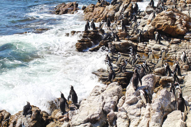 African Jackass Penguins about to exit the water as it approaches the beach.