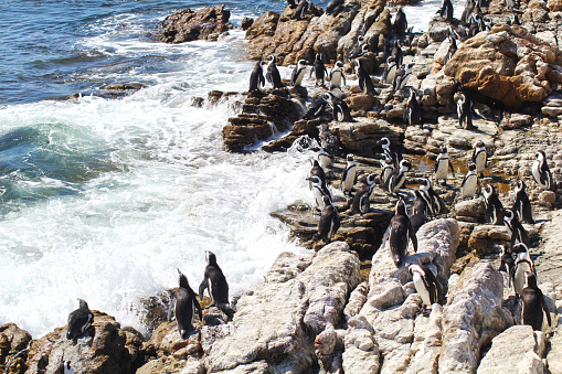 Just some Penguins in South Africa