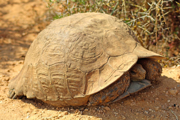 istock A turtle seeks protection in its shell, South Africa 1755618146