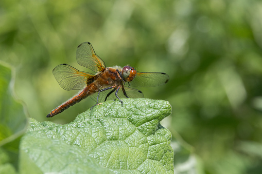 An image of a Scarce Chaser Dragonfly