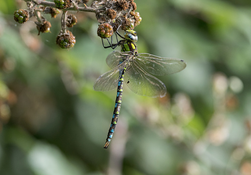 A Southern Hawker Dragonfly hanging from a blackberry bush with wings open