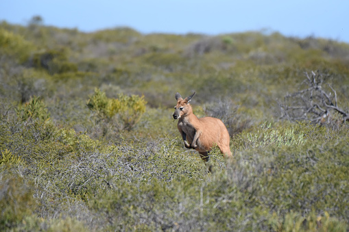 Eastern grey kangaroo’s in an olive grove