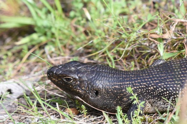 Close-up of King's skink (Egernia kingii), a lizard species which is endemic to Australia The King's skink is native to coastal regions of south-western Australia. It is common on Rottnest Island and Penguin Island and some coastal areas with open forest and open heath. egernia stock pictures, royalty-free photos & images