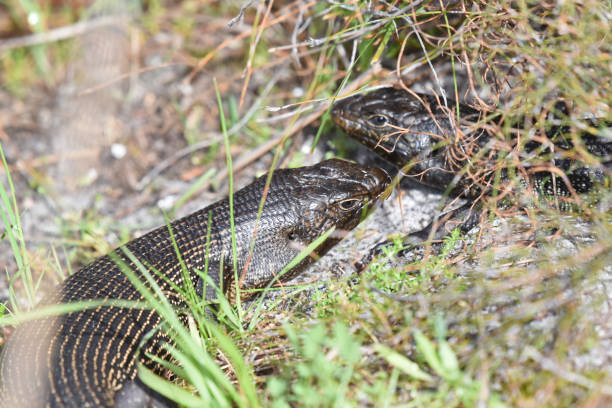 Close-up of King's skink (Egernia kingii), a lizard species which is endemic to Australia The King's skink is native to coastal regions of south-western Australia. It is common on Rottnest Island and Penguin Island and some coastal areas with open forest and open heath. egernia stock pictures, royalty-free photos & images