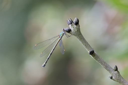 An image of a Willow Emerald Damselfly perched on foliage