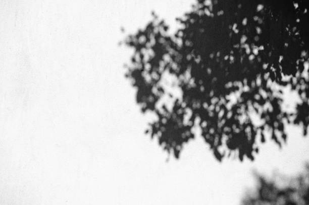 istock Gray shadow of the leaves on a white wall 1755622732