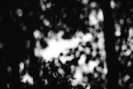 Cherries and cherry trees. Black and white filter