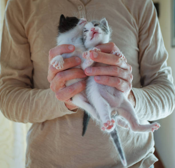 istock Spotted kitten baby in male hand 1755622850