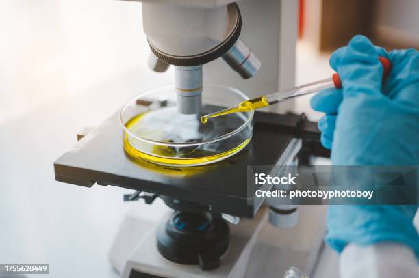 Female Researchers Are Experimenting With Pipette Dropping A Sample Into A Test Tube In An Experiment Research In Laboratory Stock Photo - Download Image Now