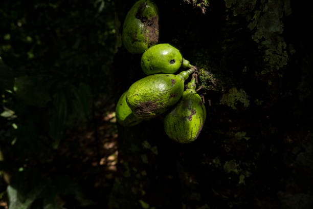 Wild forest timber fruits grow naturally in Aceh's Ulu Masen ecosystem