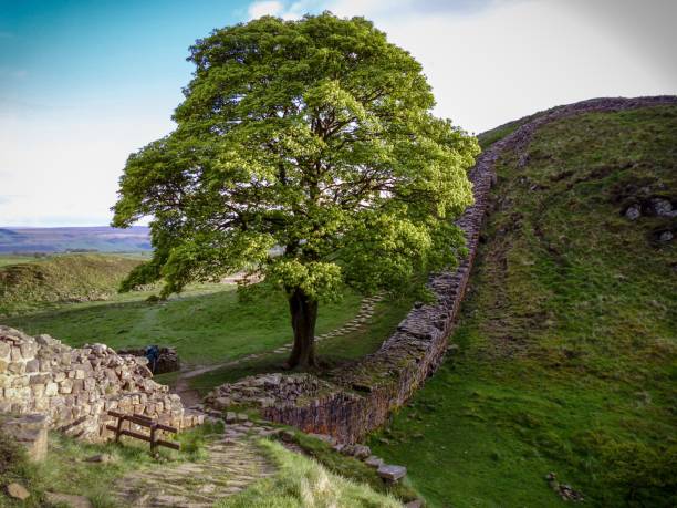 istock Sycamore Gap, Hadrians Wall 1755629566