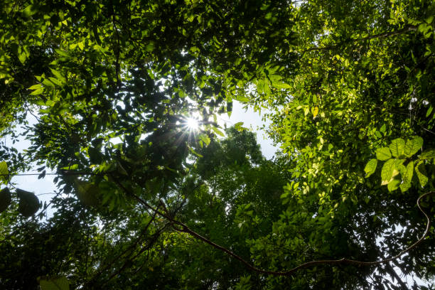 Amami Oshima, World Natural Heritage Forest