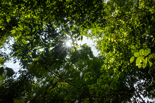 Forest cover from below in the Ulu Masen ecosystem Aceh, Indonesia