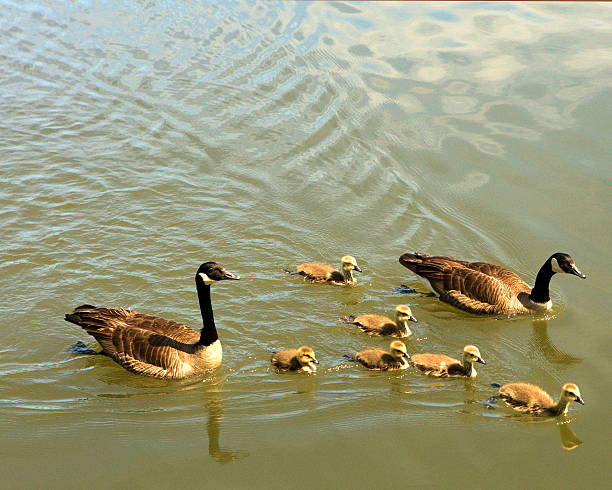 Duck family stock photo