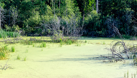 A swamp enveloped in a vibrant green duckweed blanket, framed by a dense, mysterious forest. Nature's tranquility.