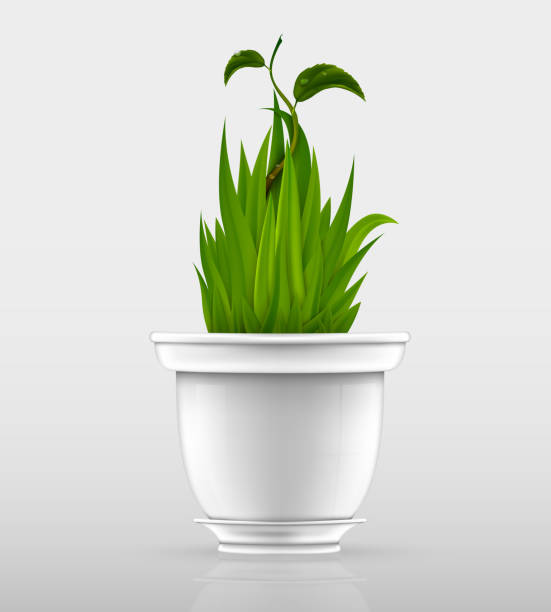 flowerpot, 잔디 - indoors inside of contemporary home interior stock illustrations